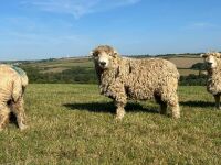 2T GREY FACE DARTMOOR RAM - 2