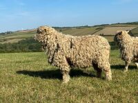 2T GREY FACE DARTMOOR RAM - 3