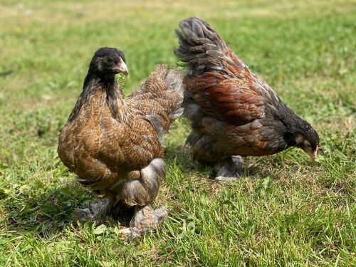 PAIR OF BRAHMA BLUE PARTRIDGE CHICKENS BIDS PER LIFE