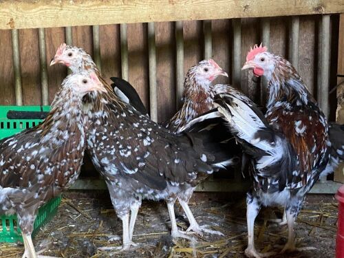 4 MOTTLED LEGHORNS BIDS PER LIFE