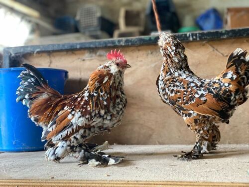 PAIR OF MILLIEFLEUR D'UCCLE BANTAMS BIDS PER LIFE