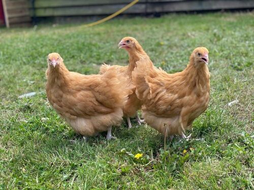 TRIO OF BUFF GROWERS BIDS PER LIFE