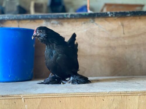 BELGIUM BARB D'UCCLE POL PULLET BIDS PER LIFE