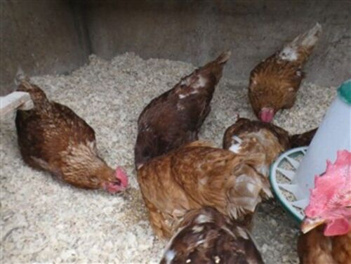 8 MIXED CHICKENS BIDS PER LIFE