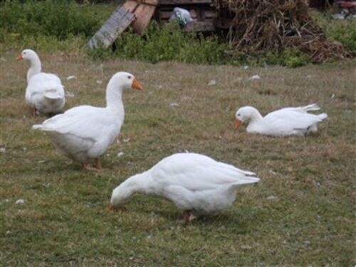 4 DOMESTIC GEESE BIDS PER LIFE