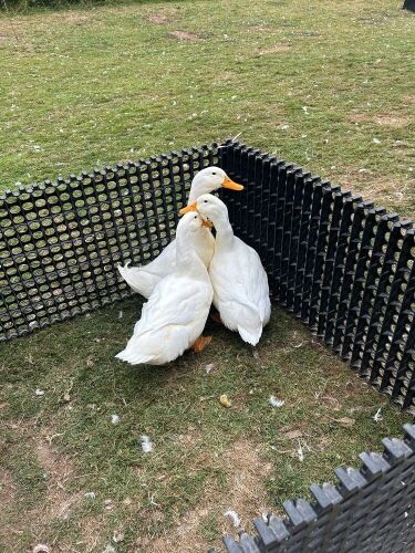 TRIO OF PEKIN DUCKS BIDS PER LIFE