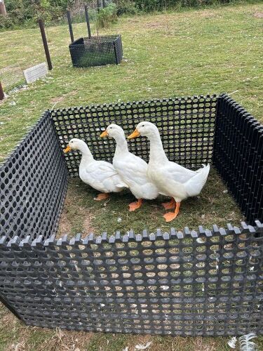 TRIO OF PEKIN DUCKS BIDS PER LIFE