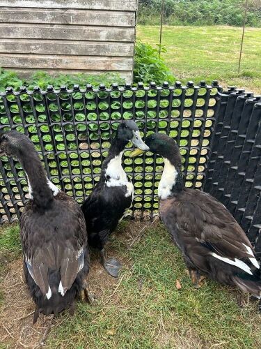 TRIO OF PEKIN X DUCKS BIDS PER LIFE