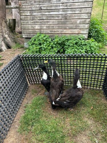 TRIO OF PEKIN X DUCKS BIDS PER LIFE