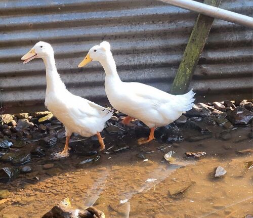 PAIR OF WHITE INDIAN RUNNER DUCKS BIDS PER LIFE