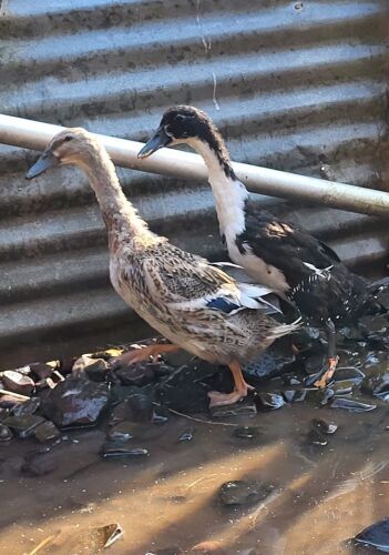 2 INDIAN RUNNER DUCKS BIDS PER LIFE