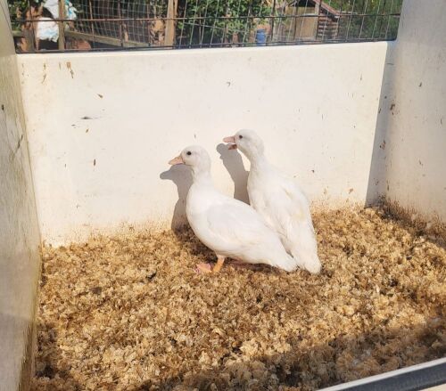 2 FEMALE CALL DUCKS BIDS PER LIFE