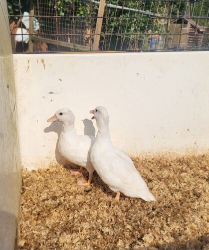 PAIR OF WHITE CALL DUCKS BIDS PER LIFE