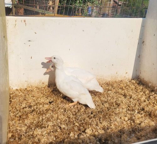 PAIR OF WHITE CALL DUCKS BIDS PER LIFE