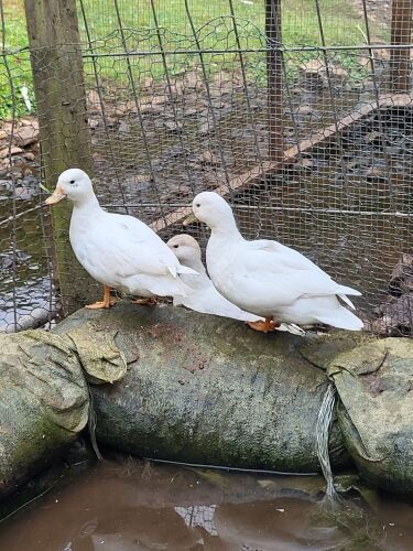 TRIO OF CALL DUCKS BIDS PER LIFE