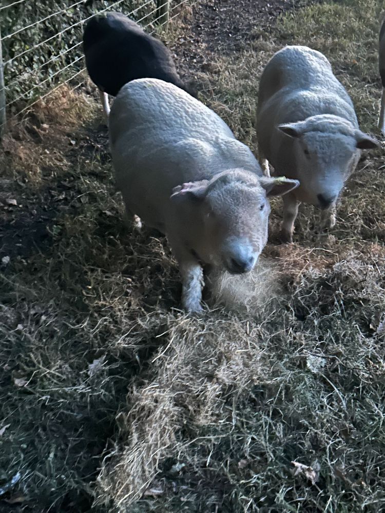 4YO PEDIGREE RYELAND RAM