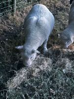 4YO PEDIGREE RYELAND RAM - 2
