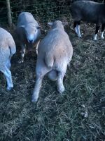 4YO PEDIGREE RYELAND RAM - 3