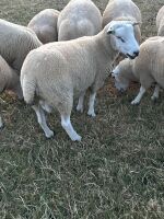 PURE LLEYN SHEARLING RAM