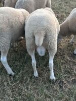 PURE LLEYN SHEARLING RAM - 2