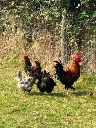 QUARTET OF COPPER & LAVENDER MARANS BIDS PER LIFE