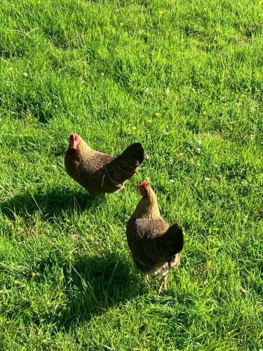 PAIR OF WELLSUMMER HENS BIDS PER LIFE
