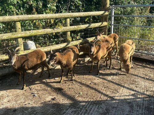 6 SOAY EWES