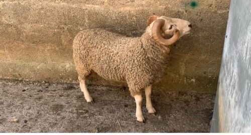 WHITE FACE DARTMOOR SHEARLING RAM
