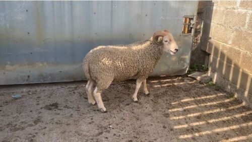 WHITE FACE DARTMOOR SHEARLING RAM
