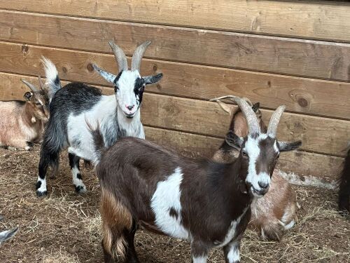 2 TOGGENBURG X WETHER GOATS BIDS PER LIFE