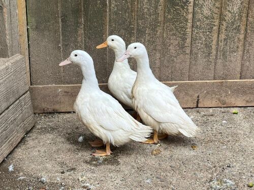 3 FEMALE CHERRY VALLEY DUCKS BIDS PER LIFE