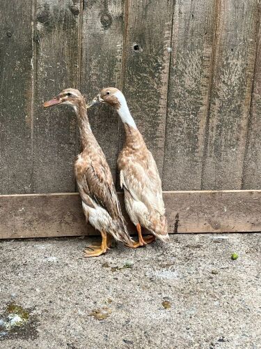 2 FEMALE INDINA RUNNER DUCKS BIDS PER LIFE