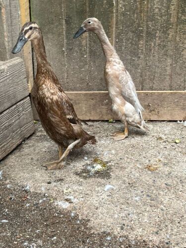 2 FEMALE INDINA RUNNER DUCKS BIDS PER LIFE