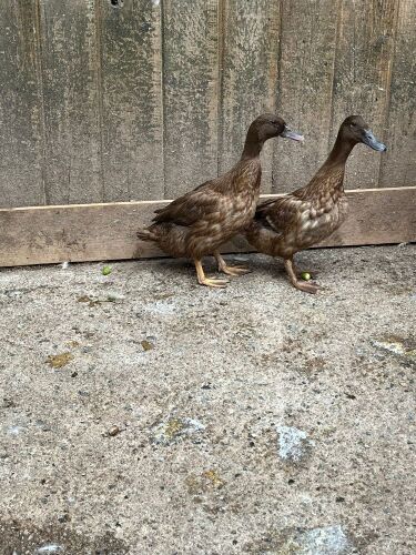 2 KHAKI CAMBELL DUCKS BIDS PER LIFE