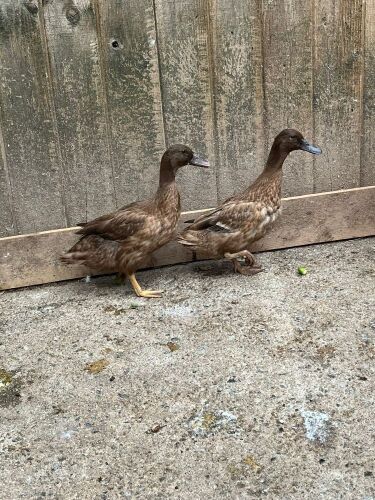 2 KHAKI CAMBELL DUCKS BIDS PER LIFE