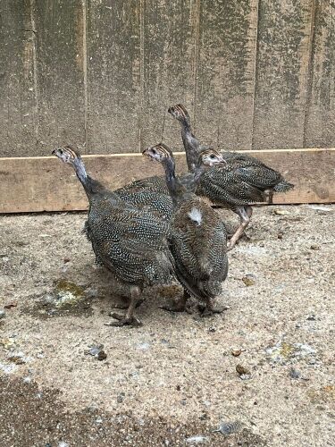 4 UNSEXED GUINEA FOWL KEETS BIDS PER LIFE