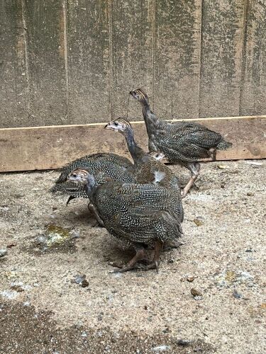 4 UNSEXED GUINEA FOWL KEETS BIDS PER LIFE