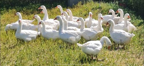 2 FEMALE EMBDEN X TOULOUSE GEESE BIDS PER LIFE
