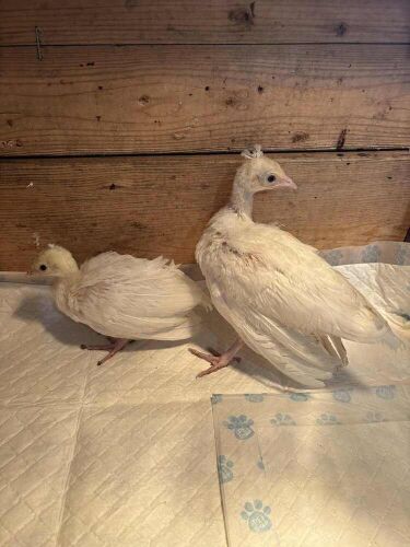 2 PURE WHITE PEACHICKS