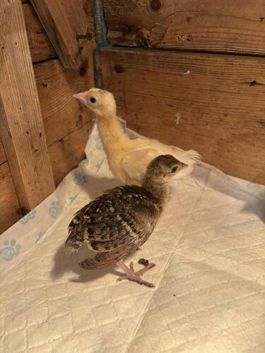 2 PURE INDIAN PEACHICKS