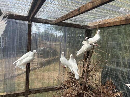 5 WHITE DOVES