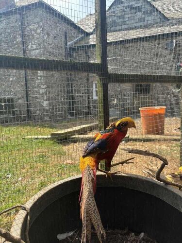 RED GOLDEN PHEASANT COCK BIRD