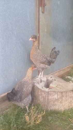 2 BLUE EGG LAYER HENS