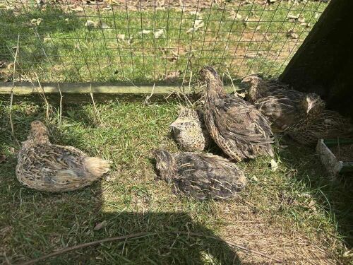 4 QUAIL HENS