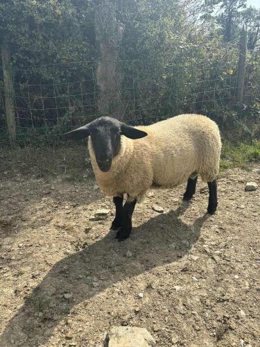 PURE SUFFOLK RAM LAMB