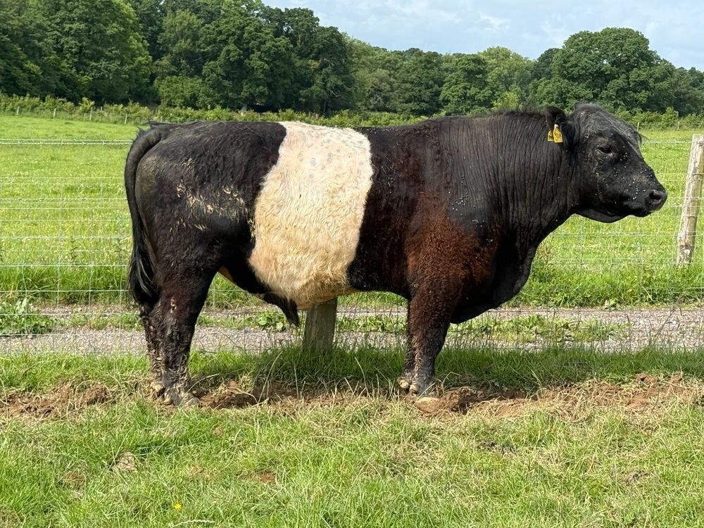 PEDIGREE BELTED GALLOWAY