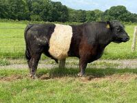 PEDIGREE BELTED GALLOWAY