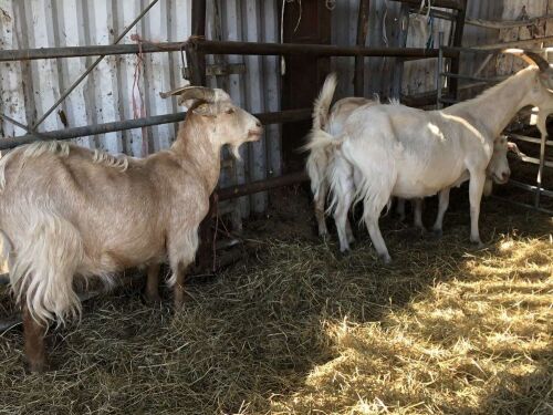 2 GOLDEN CASHMERE NANNY GOATS BIDS PER LIFE