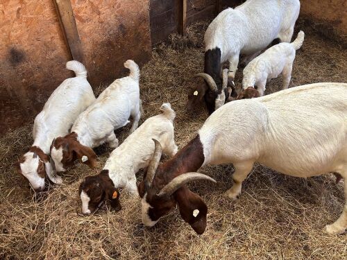 2 BOER NANNY GOATS & 4 FEMALE KIDS BIDS PER LIFE