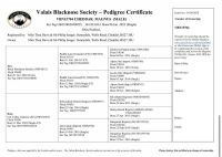 6MO PEDIGREE VALAIS BLACK NOSE RAM - 2